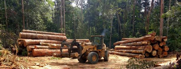 How Our Tree Care Process Works  in  Wilder, VT