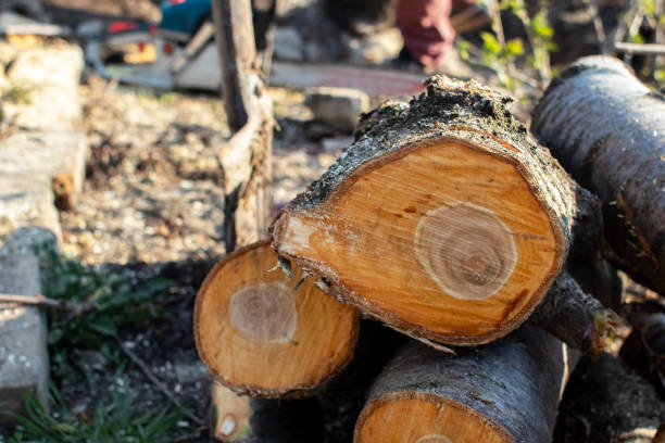 Best Tree Mulching  in Wilder, VT