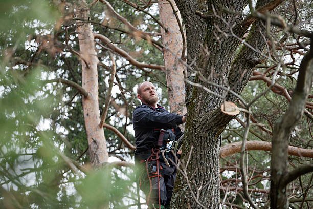 Wilder, VT Tree Removal Services Company